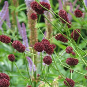 7803  Sanguisorba officinalis Can Be Raspberry  I  Svenskt namn  :Blodtopp  I  Krukstorlek   : SQ1  I  Förväntad Höjd  :  200 cm  I  Blomningstid :  juli-sept - 4