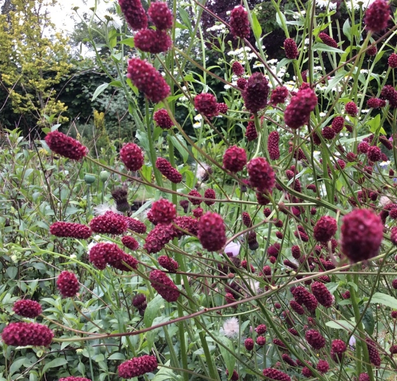 7803  Sanguisorba officinalis Can Be Raspberry  I  Svenskt namn  :Blodtopp  I  Krukstorlek   : SQ1  I  Förväntad Höjd  :  200 cm  I  Blomningstid :  juli-sept