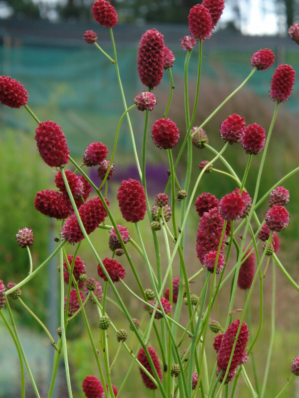 7803  Sanguisorba officinalis Can Be Raspberry  I  Svenskt namn  :Blodtopp  I  Krukstorlek   : SQ1  I  Förväntad Höjd  :  200 cm  I  Blomningstid :  juli-sept - 3
