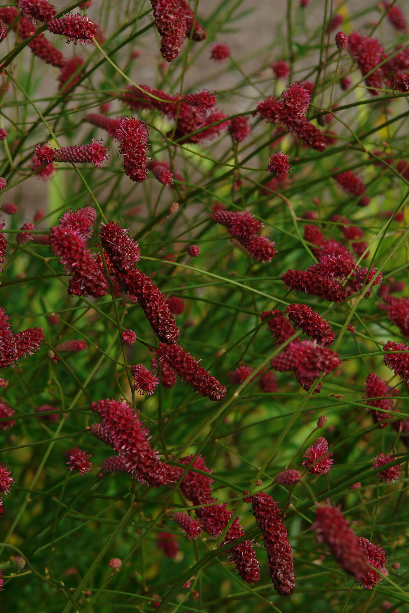 7803  Sanguisorba officinalis Can Be Raspberry  I  Svenskt namn  :Blodtopp  I  Krukstorlek   : SQ1  I  Förväntad Höjd  :  200 cm  I  Blomningstid :  juli-sept - 2