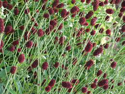 7797  Sanguisorba officinalis Japan  I  Svenskt namn  :Blodtopp  I  Krukstorlek   : SQ1  I  Förväntad Höjd  :  120 cm  I  Blomningstid :  juli-sept - 3