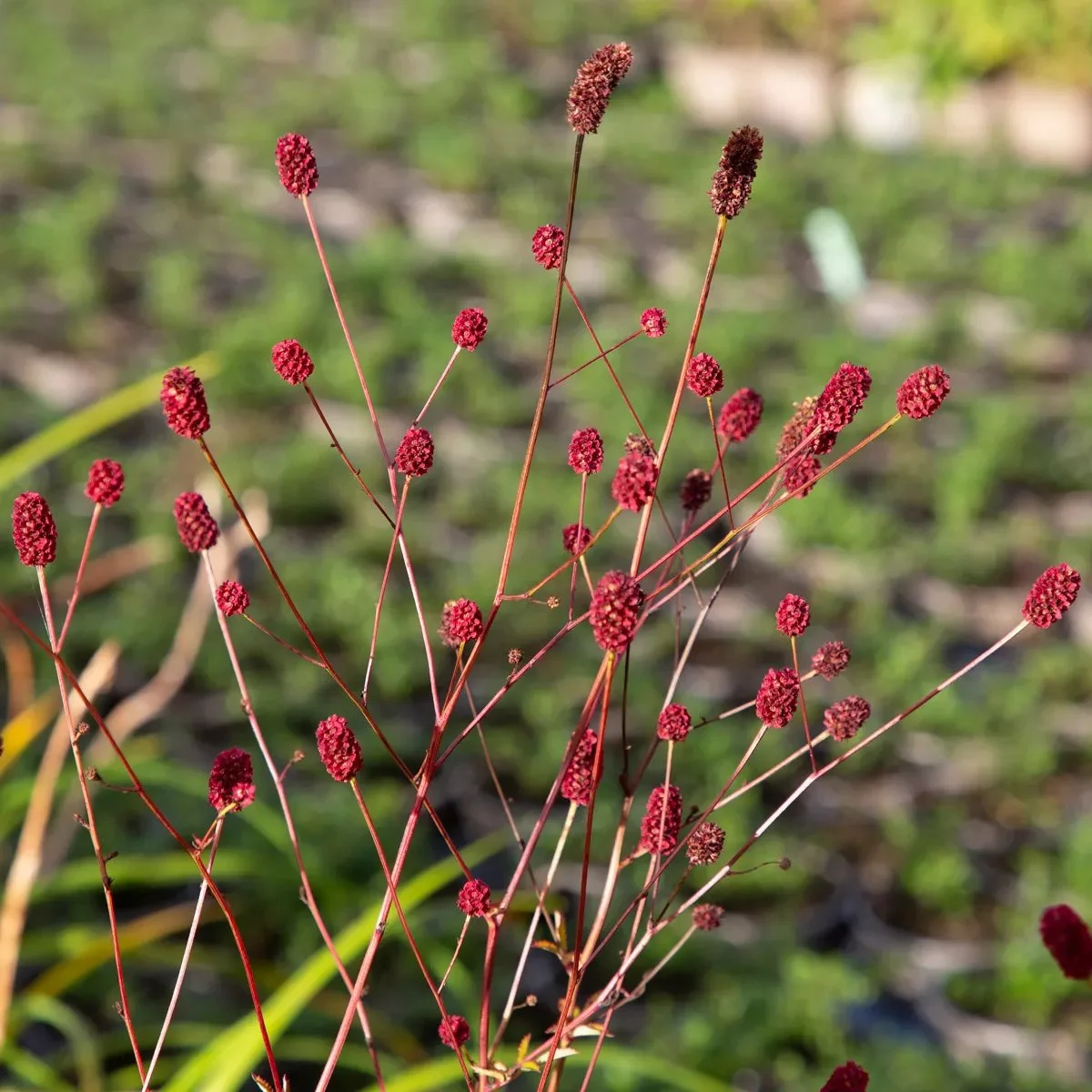 7797  Sanguisorba officinalis Japan  I  Svenskt namn  :Blodtopp  I  Krukstorlek   : SQ1  I  Förväntad Höjd  :  120 cm  I  Blomningstid :  juli-sept
