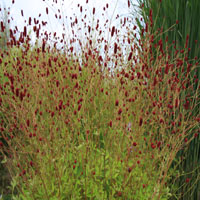 7797  Sanguisorba officinalis Japan  I  Svenskt namn  :Blodtopp  I  Krukstorlek   : SQ1  I  Förväntad Höjd  :  120 cm  I  Blomningstid :  juli-sept - 2