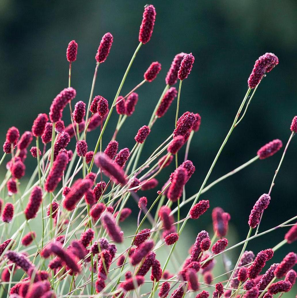 7779  Sanguisorba officinalis Red Thunder  I  Svenskt namn  :Blodtopp  I  Krukstorlek   : SQ1  I  Förväntad Höjd  :  120 cm  I  Blomningstid :  juli-sept