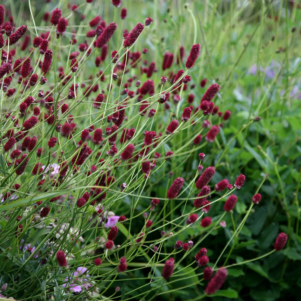 7779  Sanguisorba officinalis Red Thunder  I  Svenskt namn  :Blodtopp  I  Krukstorlek   : SQ1  I  Förväntad Höjd  :  120 cm  I  Blomningstid :  juli-sept - 3