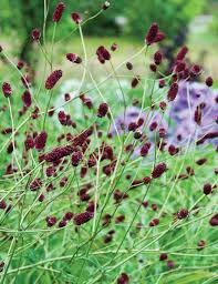 7779  Sanguisorba officinalis Red Thunder  I  Svenskt namn  :Blodtopp  I  Krukstorlek   : SQ1  I  Förväntad Höjd  :  120 cm  I  Blomningstid :  juli-sept - 2