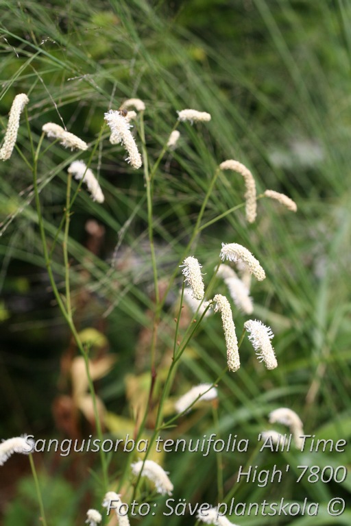 7800  Sanguisorba tenuifolia All Time High  I  Svenskt namn  :Hängpimpinell  I  Krukstorlek   : SQ1  I  Förväntad Höjd  :  200 cm  I  Blomningstid :  aug-sept - 3