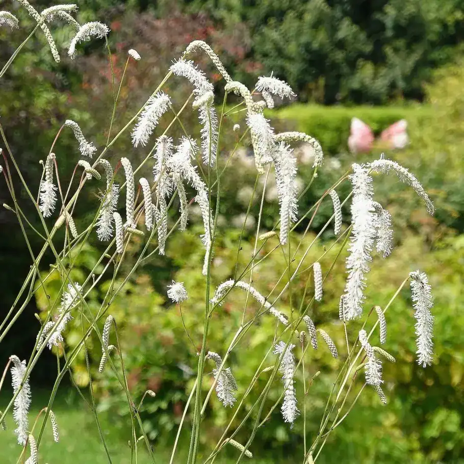 7800  Sanguisorba tenuifolia All Time High  I  Svenskt namn  :Hängpimpinell  I  Krukstorlek   : SQ1  I  Förväntad Höjd  :  200 cm  I  Blomningstid :  aug-sept