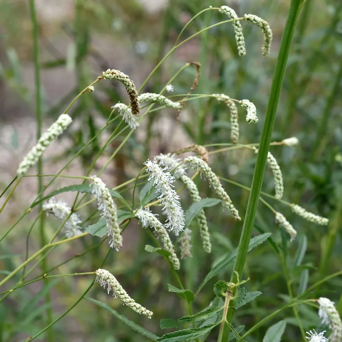 7800  Sanguisorba tenuifolia All Time High  I  Svenskt namn  :Hängpimpinell  I  Krukstorlek   : SQ1  I  Förväntad Höjd  :  200 cm  I  Blomningstid :  aug-sept - 4