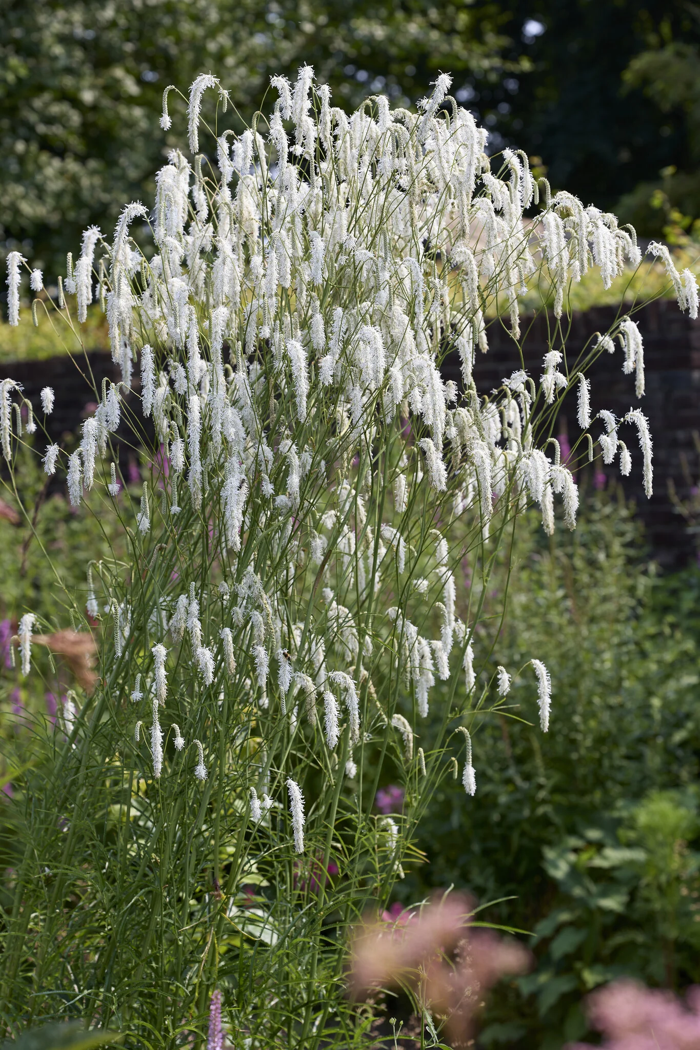 7800  Sanguisorba tenuifolia All Time High  I  Svenskt namn  :Hängpimpinell  I  Krukstorlek   : SQ1  I  Förväntad Höjd  :  200 cm  I  Blomningstid :  aug-sept - 2