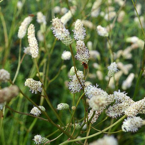 7802  Sanguisorba Burr Blanc  I  Svenskt namn  :Pimpinell  I  Krukstorlek   : SQ1  I  Förväntad Höjd  :  120 cm  I  Blomningstid :  aug-sept - 3