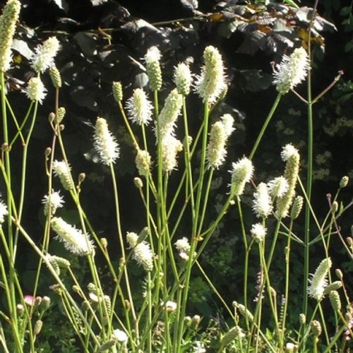 7802  Sanguisorba Burr Blanc  I  Svenskt namn  :Pimpinell  I  Krukstorlek   : SQ1  I  Förväntad Höjd  :  120 cm  I  Blomningstid :  aug-sept - 2