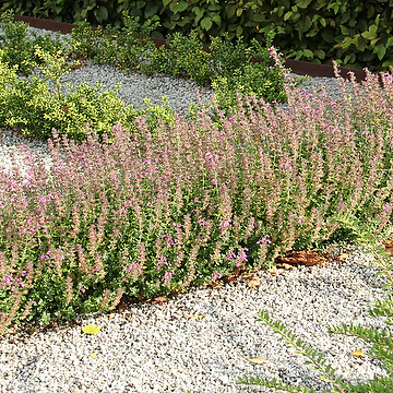 8476  Teucrium lucidrys  I  Svenskt namn  :Gamander  I  Krukstorlek   : 11c/P9  I  Förväntad Höjd  :  30 cm  I  Blomningstid :  juli-aug - 3