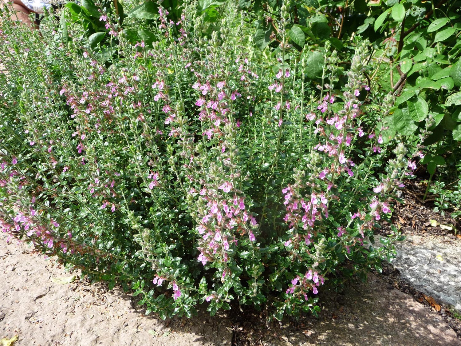 8476  Teucrium lucidrys  I  Svenskt namn  :Gamander  I  Krukstorlek   : 11c/P9  I  Förväntad Höjd  :  30 cm  I  Blomningstid :  juli-aug - 2