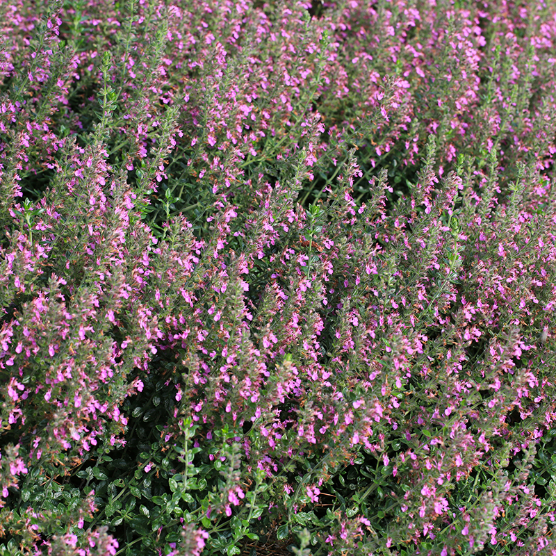 8476  Teucrium lucidrys  I  Svenskt namn  :Gamander  I  Krukstorlek   : 11c/P9  I  Förväntad Höjd  :  30 cm  I  Blomningstid :  juli-aug