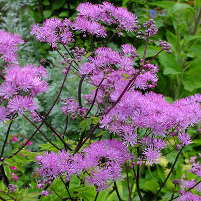 8484  Thalictrum  Black Stockings  I  Svenskt namn  :Trädgårdsruta  I  Krukstorlek   : SQ1  I  Förväntad Höjd  :  120 cm  I  Blomningstid :  juni-juli
