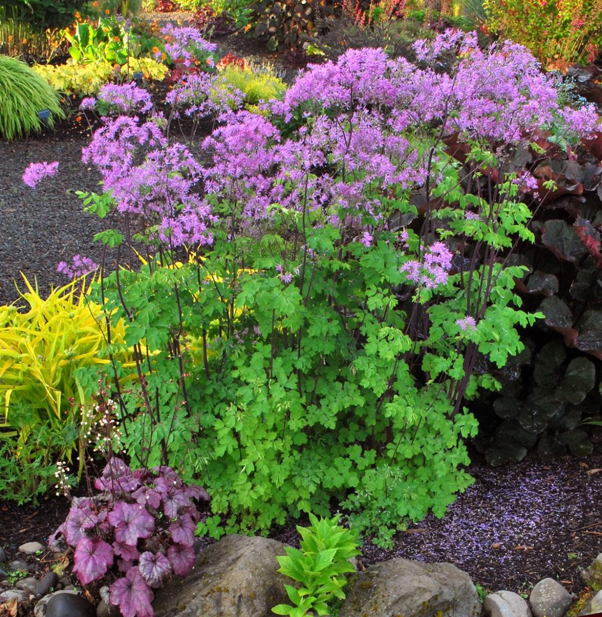 8484  Thalictrum  Black Stockings  I  Svenskt namn  :Trädgårdsruta  I  Krukstorlek   : SQ1  I  Förväntad Höjd  :  120 cm  I  Blomningstid :  juni-juli - 3