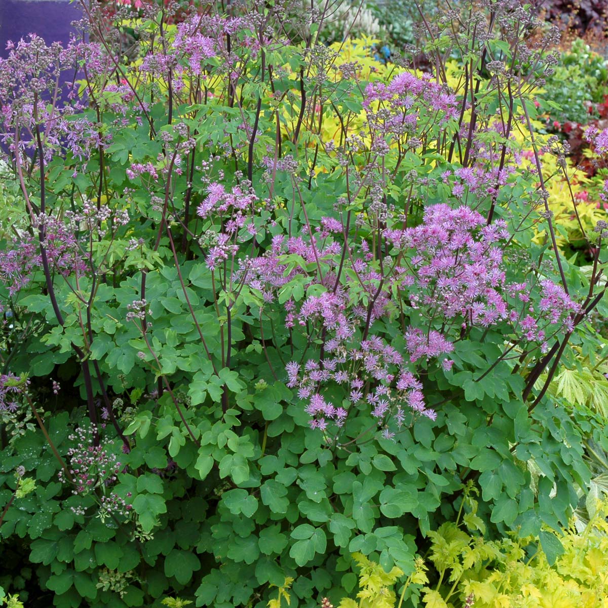 8484  Thalictrum  Black Stockings  I  Svenskt namn  :Trädgårdsruta  I  Krukstorlek   : SQ1  I  Förväntad Höjd  :  120 cm  I  Blomningstid :  juni-juli - 2