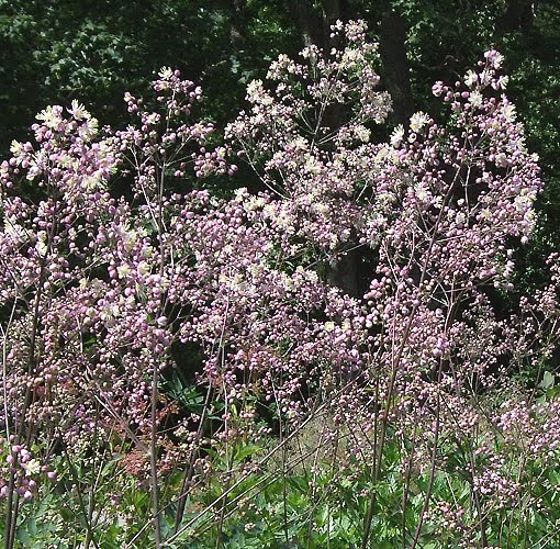 8482  Thalictrum  Elin  I  Svenskt namn  :Trädgårdsruta  I  Krukstorlek   : SQ1  I  Förväntad Höjd  :  250 cm  I  Blomningstid :  juni-juli
