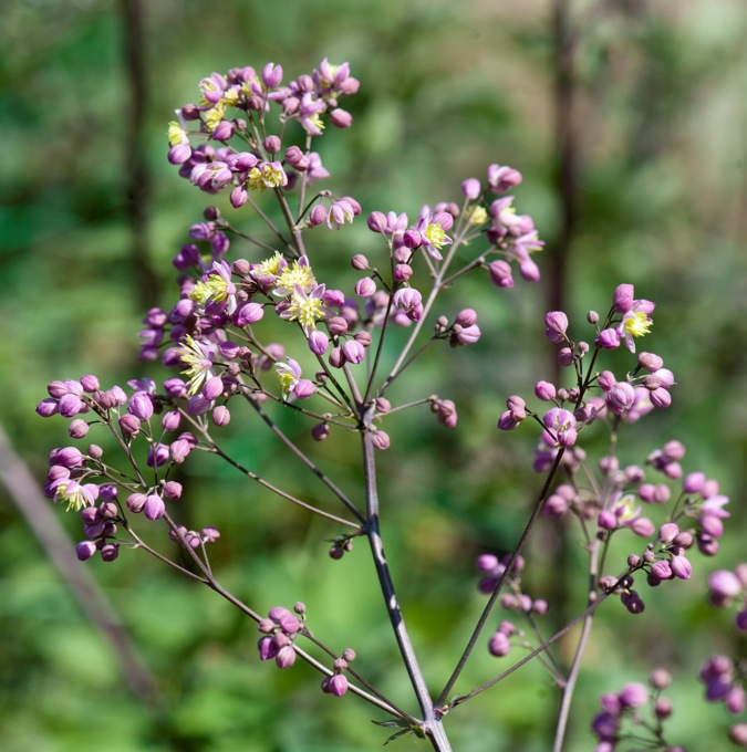8482  Thalictrum  Elin  I  Svenskt namn  :Trädgårdsruta  I  Krukstorlek   : SQ1  I  Förväntad Höjd  :  250 cm  I  Blomningstid :  juni-juli - 3