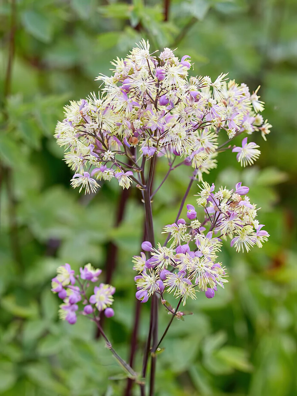 8482  Thalictrum  Elin  I  Svenskt namn  :Trädgårdsruta  I  Krukstorlek   : SQ1  I  Förväntad Höjd  :  250 cm  I  Blomningstid :  juni-juli - 2