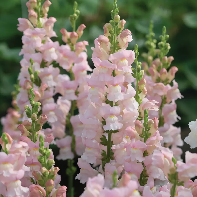 Lejongap 'Avignon Pink F1'