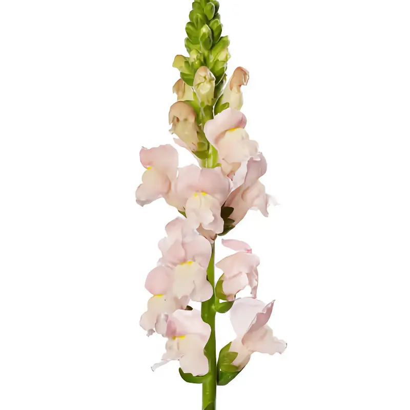 Lejongap 'Avignon Pink F1'