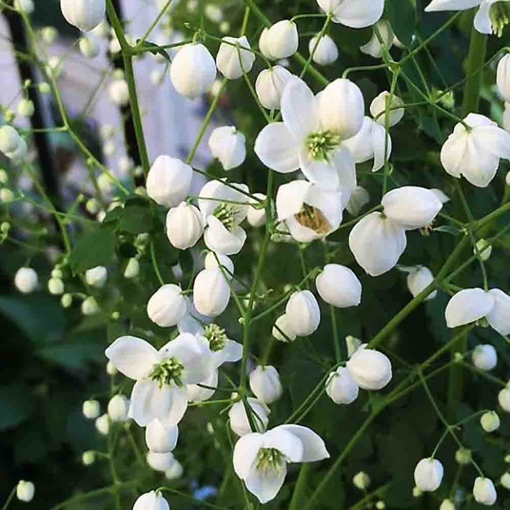8481  Thalictrum delavayi Splendide White (PBR)  I  Svenskt namn  :Violruta  I  Krukstorlek   : SQ1  I  Förväntad Höjd  :  120 cm  I  Blomningstid :  juli-aug - 2
