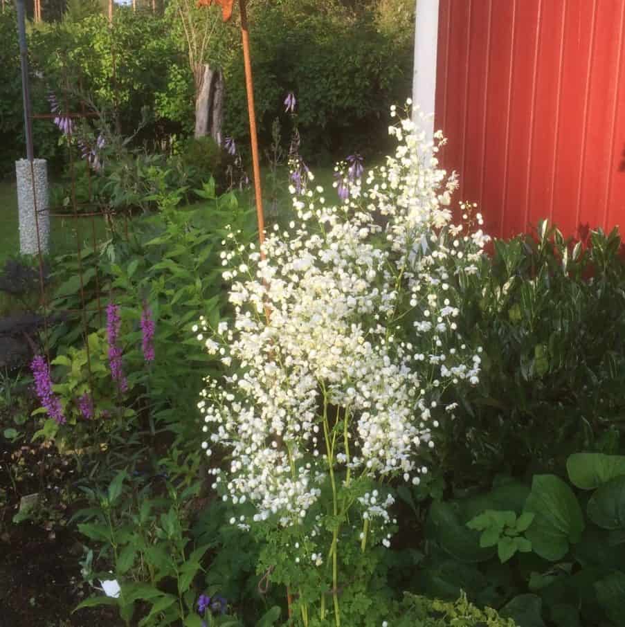 8481  Thalictrum delavayi Splendide White (PBR)  I  Svenskt namn  :Violruta  I  Krukstorlek   : SQ1  I  Förväntad Höjd  :  120 cm  I  Blomningstid :  juli-aug