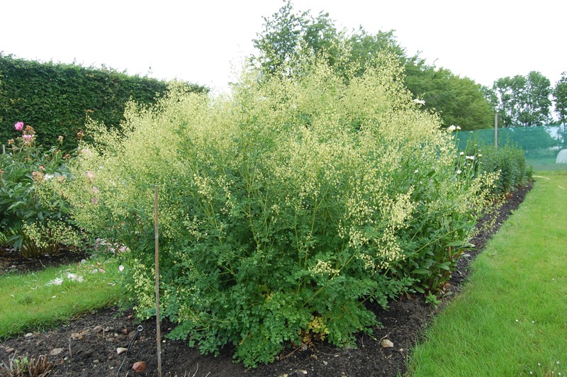 6787  Thalictrum minus Rospiggen Grönt kulturarv ®  I  Svenskt namn  :Stor kustruta  I  Krukstorlek   : SQ1  I  Förväntad Höjd  :  130 cm  I  Blomningstid :  juni-juli - 2