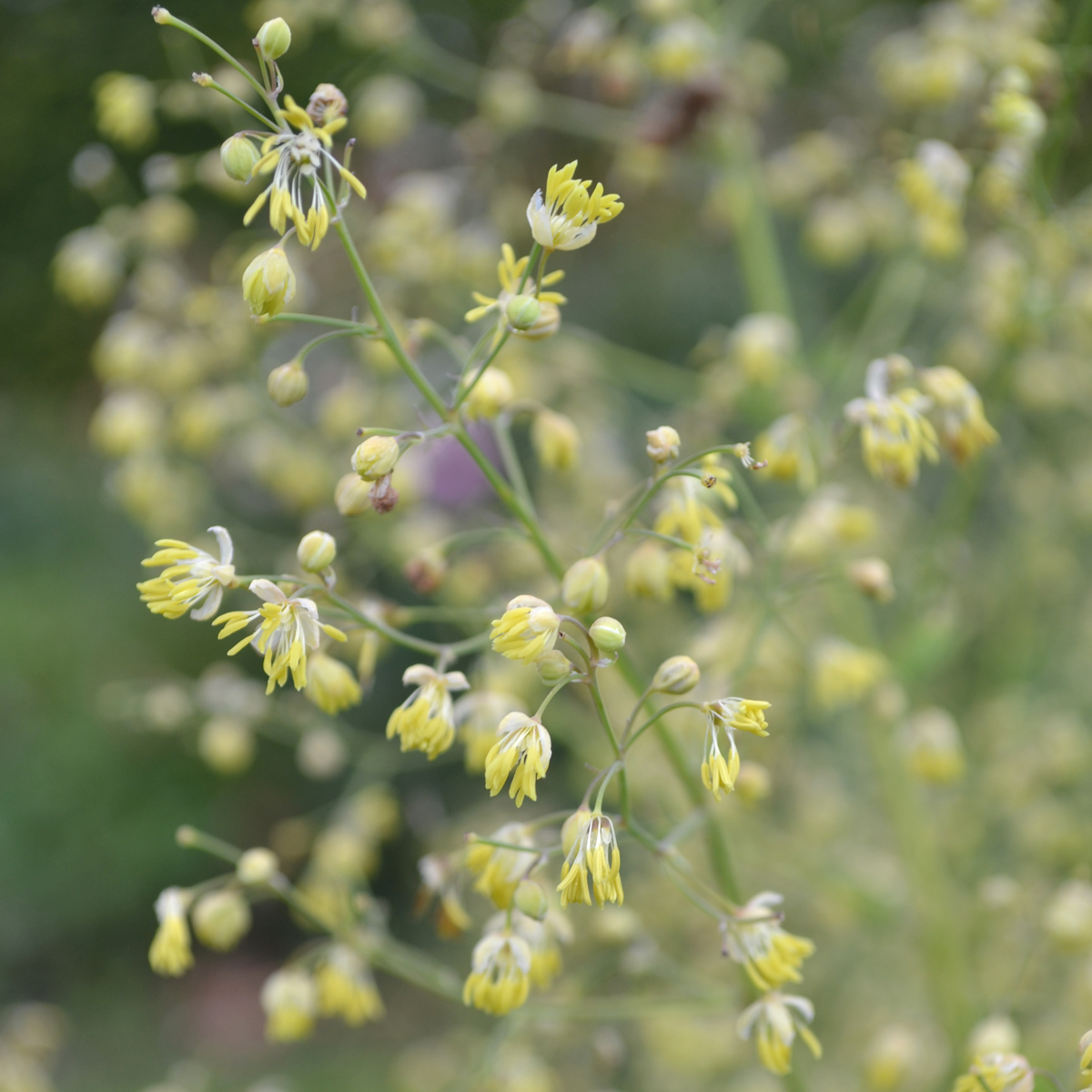 6787  Thalictrum minus Rospiggen Grönt kulturarv ®  I  Svenskt namn  :Stor kustruta  I  Krukstorlek   : SQ1  I  Förväntad Höjd  :  130 cm  I  Blomningstid :  juni-juli - 3