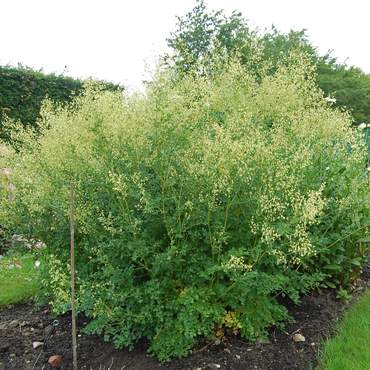 6787  Thalictrum minus Rospiggen Grönt kulturarv ®  I  Svenskt namn  :Stor kustruta  I  Krukstorlek   : SQ1  I  Förväntad Höjd  :  130 cm  I  Blomningstid :  juni-juli