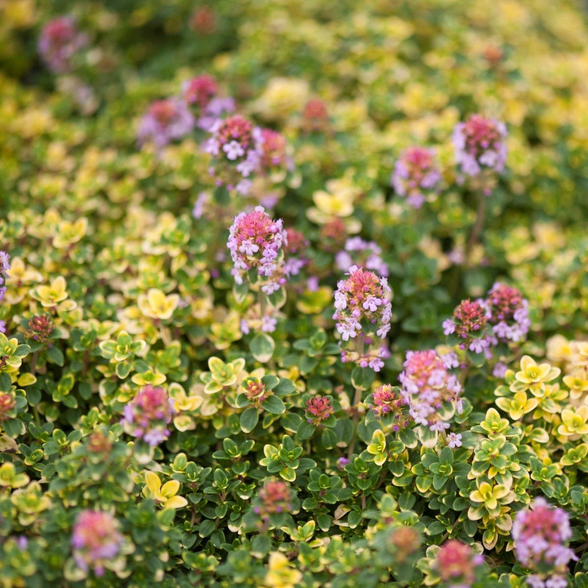 8515  Thymus citriodorus  Doone Valley  I  Svenskt namn  :Citrontimjan  I  Krukstorlek   : 11c  I  Förväntad Höjd  :  10 cm  I  Blomningstid :  juni-juli - 3