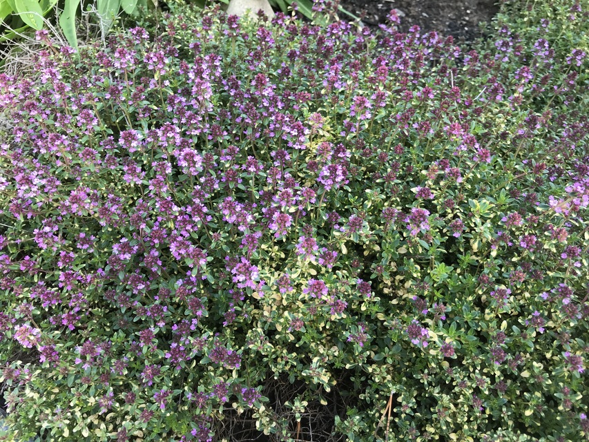 8515  Thymus citriodorus  Doone Valley  I  Svenskt namn  :Citrontimjan  I  Krukstorlek   : 11c  I  Förväntad Höjd  :  10 cm  I  Blomningstid :  juni-juli - 2