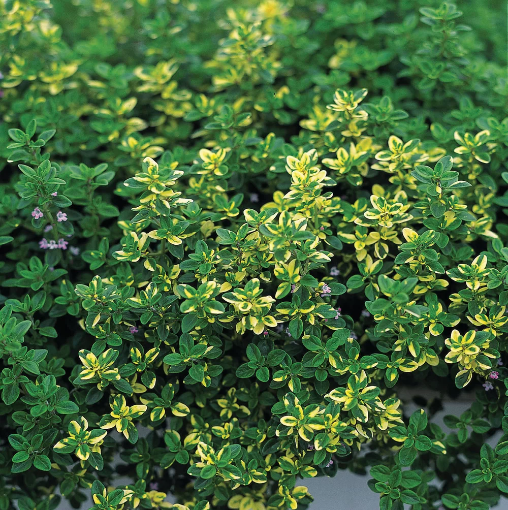 8515  Thymus citriodorus  Doone Valley  I  Svenskt namn  :Citrontimjan  I  Krukstorlek   : 11c  I  Förväntad Höjd  :  10 cm  I  Blomningstid :  juni-juli - 4