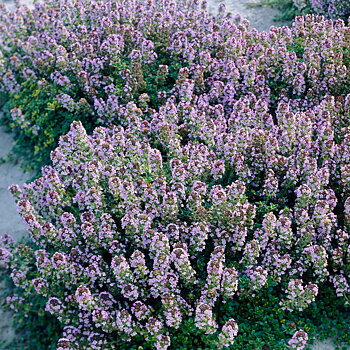 8515  Thymus citriodorus  Doone Valley  I  Svenskt namn  :Citrontimjan  I  Krukstorlek   : 11c  I  Förväntad Höjd  :  10 cm  I  Blomningstid :  juni-juli