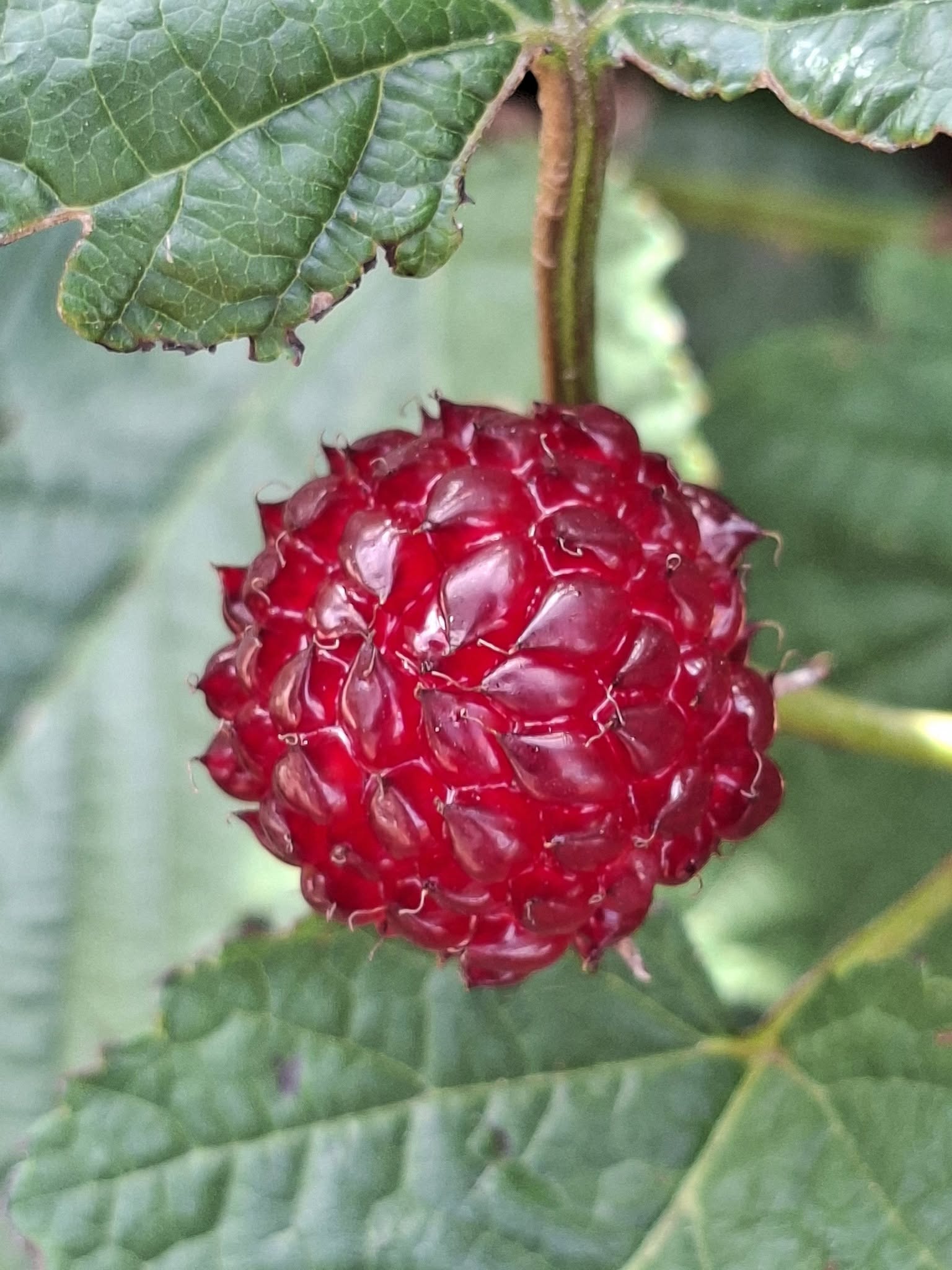 Hallonträd 1 planta i 9 cm 