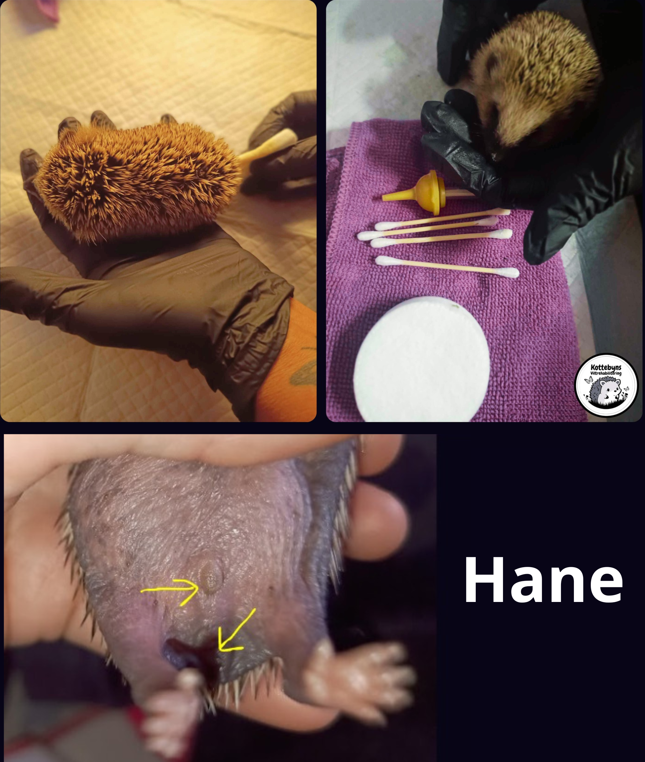 Kön på kotten? - 3