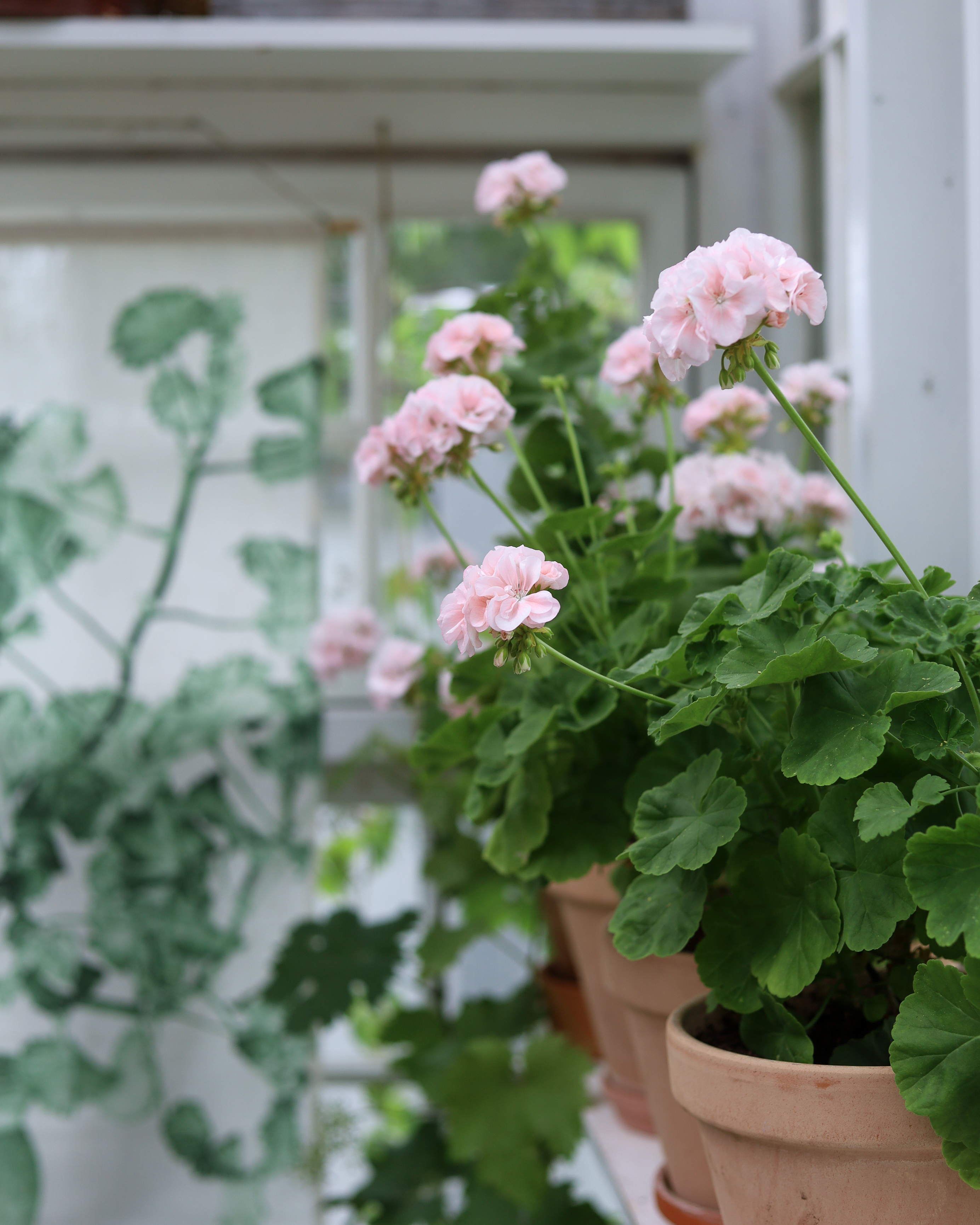 WALL HANGING GREEN GERANIUM  - 4