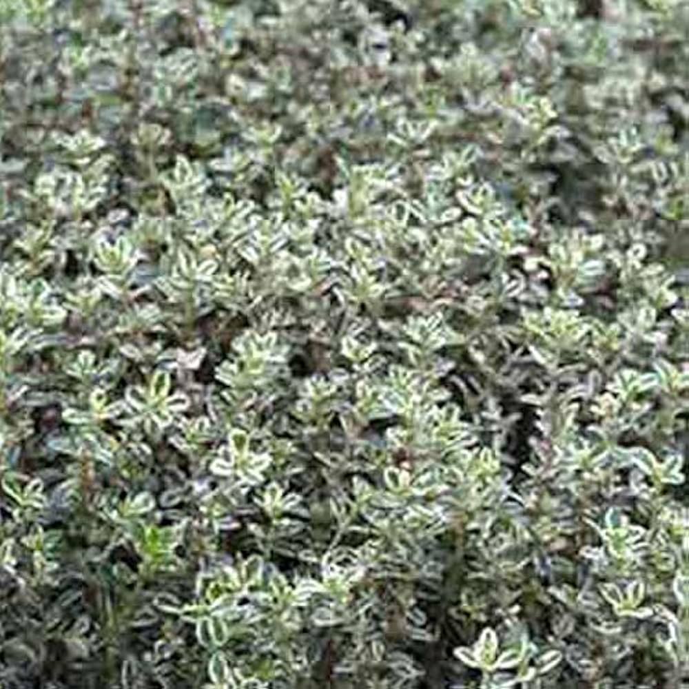 8513  Thymus citriodorus  Silver Queen  I  Svenskt namn  :Citrontimjan  I  Krukstorlek   : 11c  I  Förväntad Höjd  :  15 cm  I  Blomningstid :  juni-juli