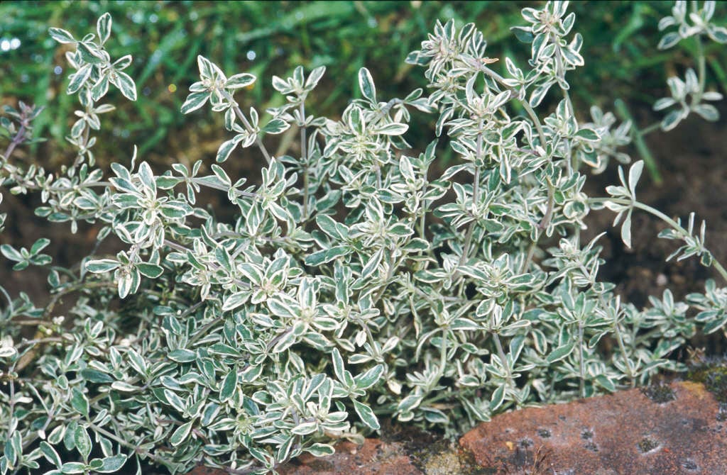 8513  Thymus citriodorus  Silver Queen  I  Svenskt namn  :Citrontimjan  I  Krukstorlek   : 11c  I  Förväntad Höjd  :  15 cm  I  Blomningstid :  juni-juli - 2