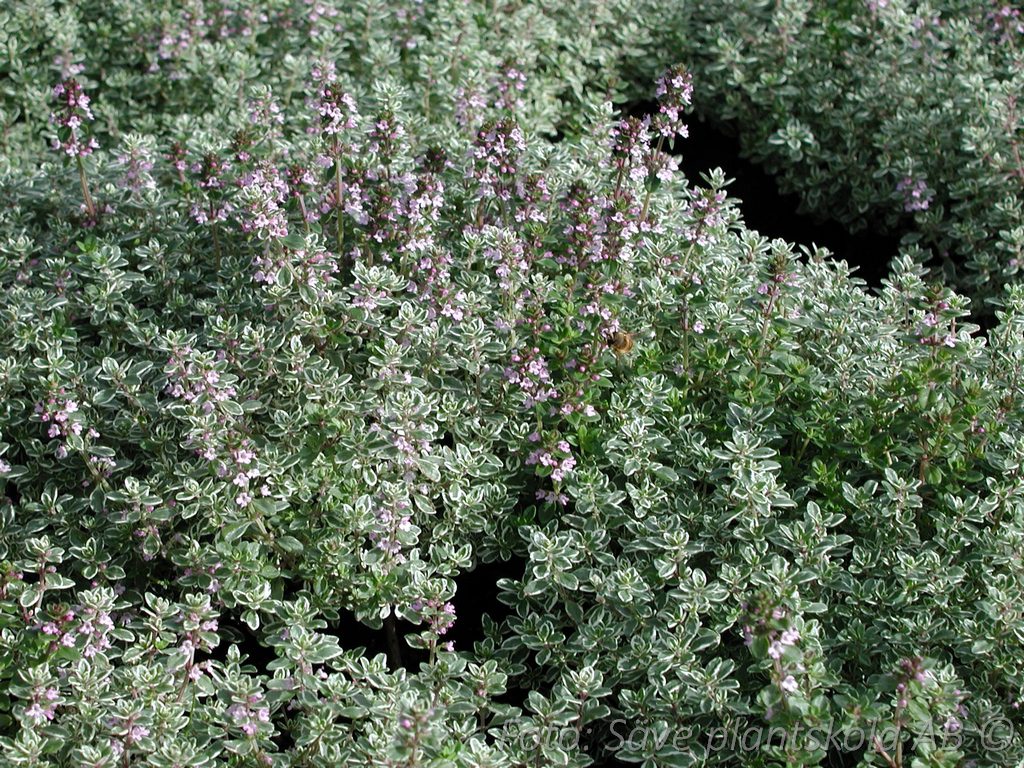 8513  Thymus citriodorus  Silver Queen  I  Svenskt namn  :Citrontimjan  I  Krukstorlek   : 11c  I  Förväntad Höjd  :  15 cm  I  Blomningstid :  juni-juli - 4