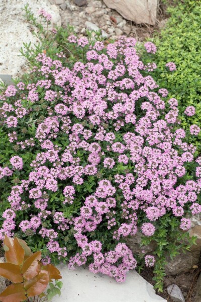 8518  Thymus longicaulis  Odoratus  I  Svenskt namn  :Kaskadtimjan  I  Krukstorlek   : 11c/P9  I  Förväntad Höjd  :  15 cm  I  Blomningstid :  juni-juli - 2