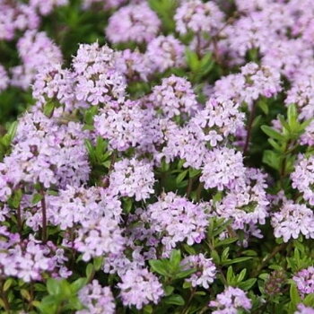 8518  Thymus longicaulis  Odoratus  I  Svenskt namn  :Kaskadtimjan  I  Krukstorlek   : 11c/P9  I  Förväntad Höjd  :  15 cm  I  Blomningstid :  juni-juli