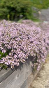 8518  Thymus longicaulis  Odoratus  I  Svenskt namn  :Kaskadtimjan  I  Krukstorlek   : 11c/P9  I  Förväntad Höjd  :  15 cm  I  Blomningstid :  juni-juli - 3