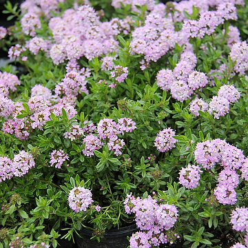 8518  Thymus longicaulis  Odoratus  I  Svenskt namn  :Kaskadtimjan  I  Krukstorlek   : 11c/P9  I  Förväntad Höjd  :  15 cm  I  Blomningstid :  juni-juli - 4