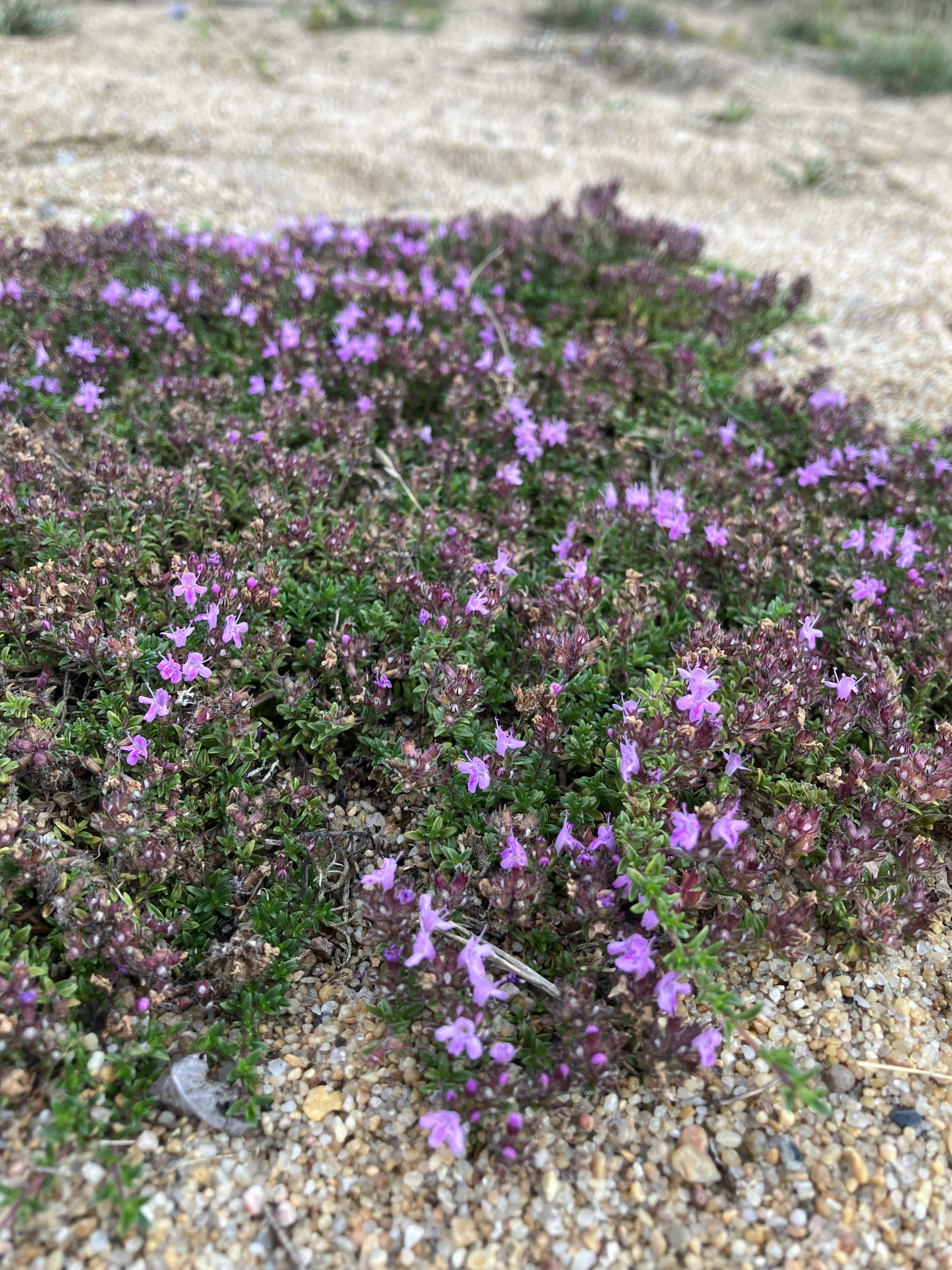 8523  Thymus praecox  Compacta  I  Svenskt namn  :Dvärgtimjan  I  Krukstorlek   : 11c  I  Förväntad Höjd  :  3 cm  I  Blomningstid :  juni-juli - 2