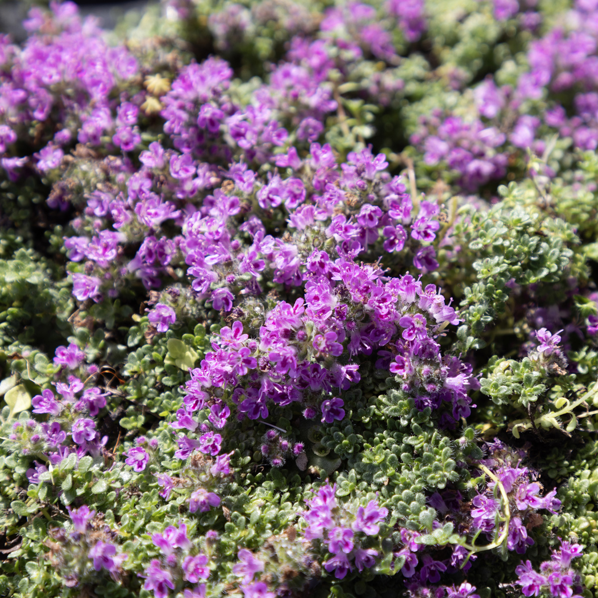 8523  Thymus praecox  Compacta  I  Svenskt namn  :Dvärgtimjan  I  Krukstorlek   : 11c  I  Förväntad Höjd  :  3 cm  I  Blomningstid :  juni-juli