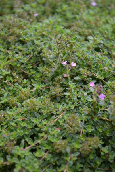 8523  Thymus praecox  Compacta  I  Svenskt namn  :Dvärgtimjan  I  Krukstorlek   : 11c  I  Förväntad Höjd  :  3 cm  I  Blomningstid :  juni-juli - 3