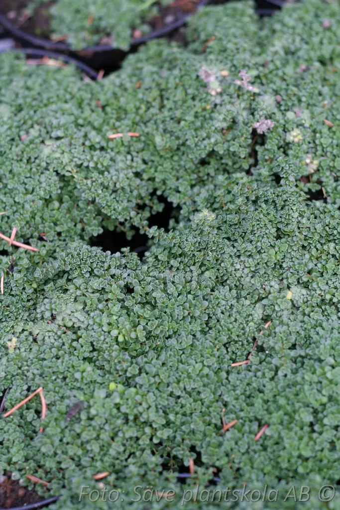8523  Thymus praecox  Compacta  I  Svenskt namn  :Dvärgtimjan  I  Krukstorlek   : 11c  I  Förväntad Höjd  :  3 cm  I  Blomningstid :  juni-juli - 4